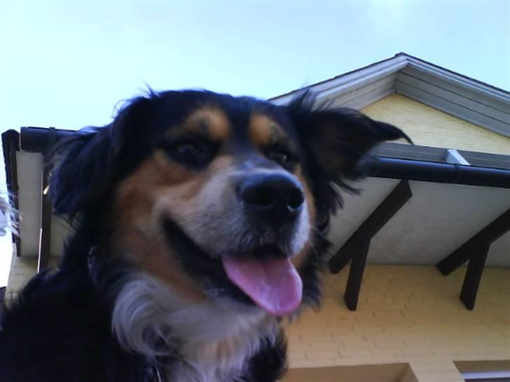 Blanding af racer Apollo - Ude at gå tur :D billede 2