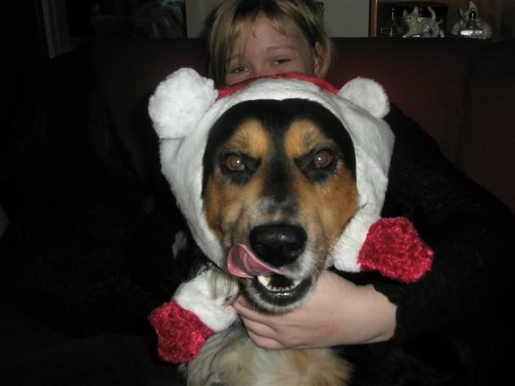 Blanding af racer Apollo - Julehunden så lækker haha billede 3