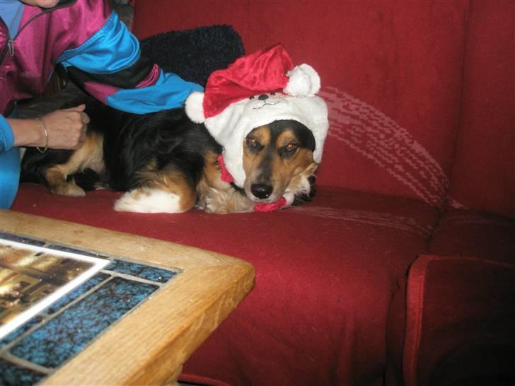 Blanding af racer Apollo - Julehunden med den klammeste hue set længe :} billede 4