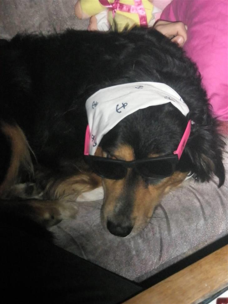 Blanding af racer Apollo - Hva så deeer? billede 5