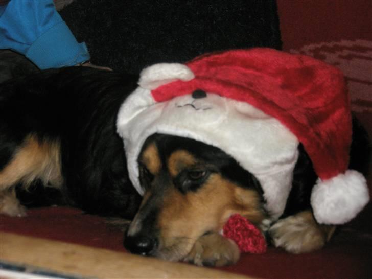 Blanding af racer Apollo - Julehunden billede 6