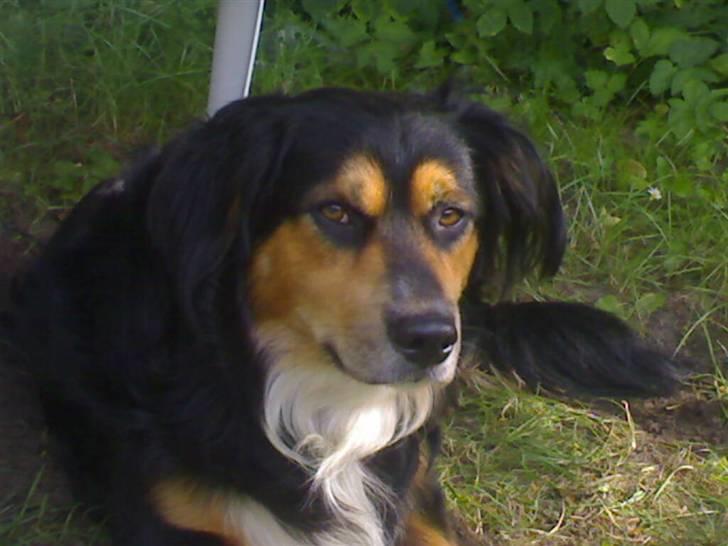 Blanding af racer Apollo - Sommer 07 billede 7