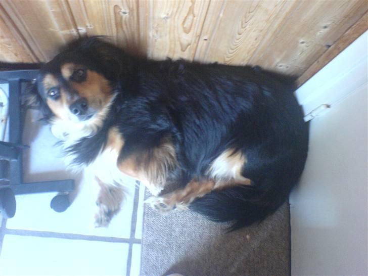 Blanding af racer Apollo - Den flyvenden hund<3 billede 8