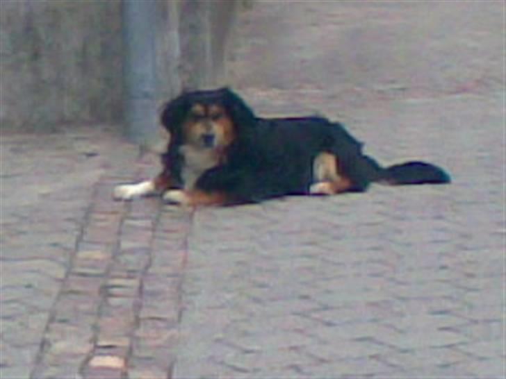 Blanding af racer Apollo - Slapper for meget af :D<3 billede 9