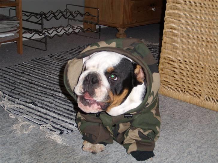 Engelsk bulldog buster billede 11