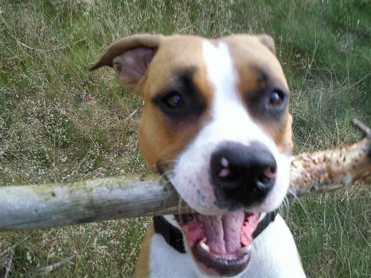 Amerikansk staffordshire terrier zoe - her er min lille skat billede 1