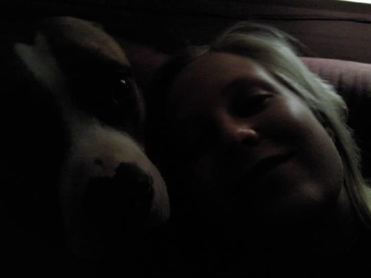 Amerikansk staffordshire terrier zoe billede 2