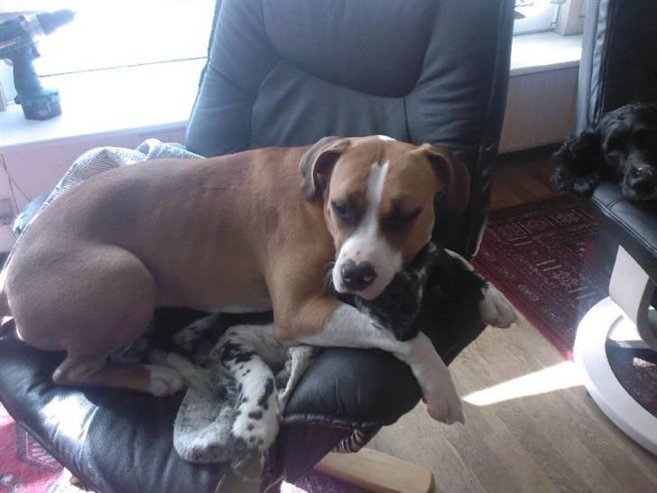 Amerikansk staffordshire terrier zoe billede 3