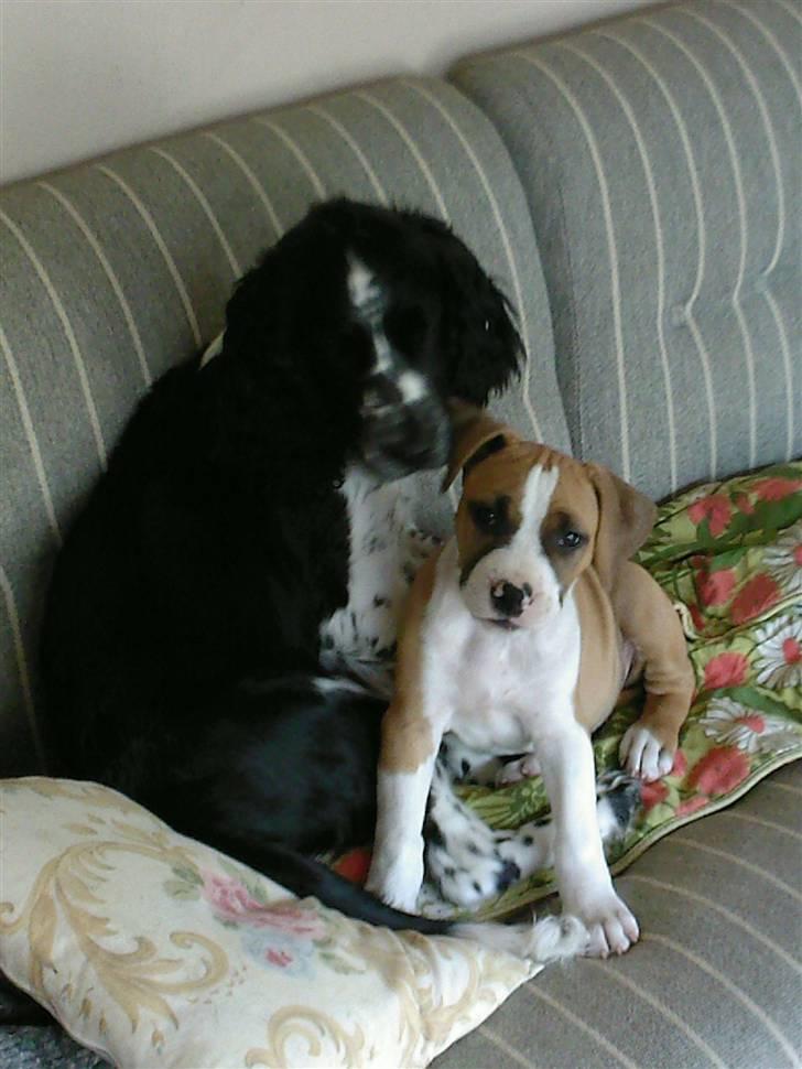 Amerikansk staffordshire terrier zoe billede 4