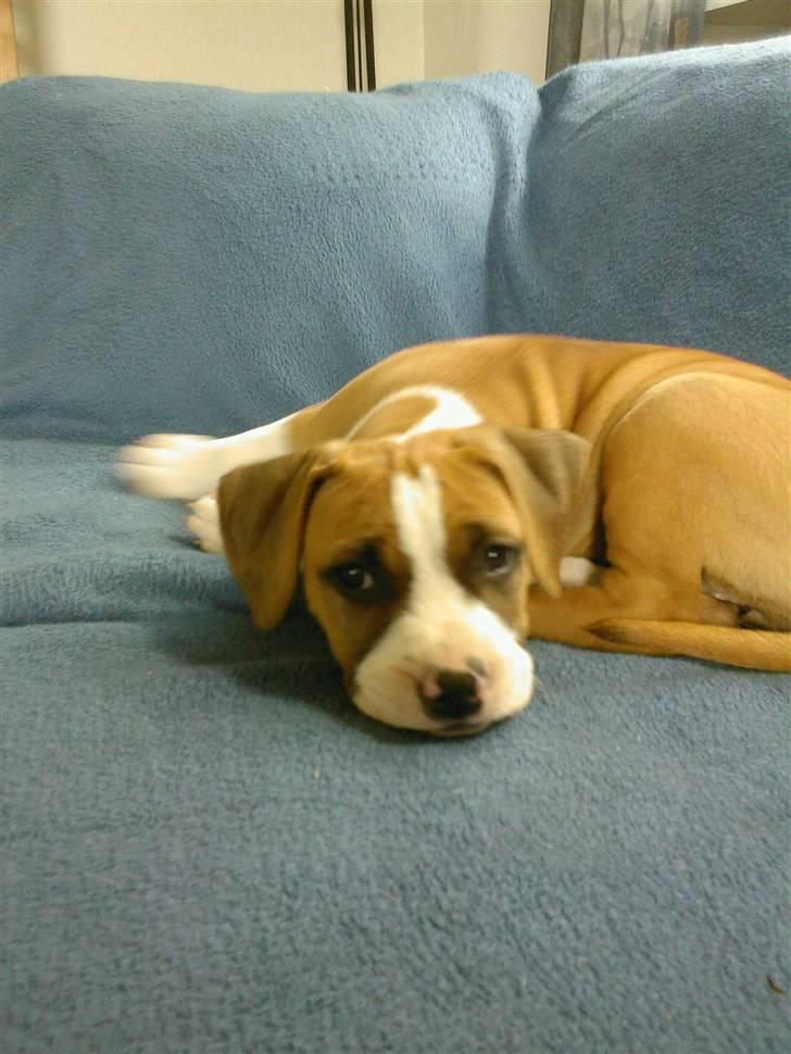 Amerikansk staffordshire terrier zoe - Her er jeg kun ni uger :) billede 5