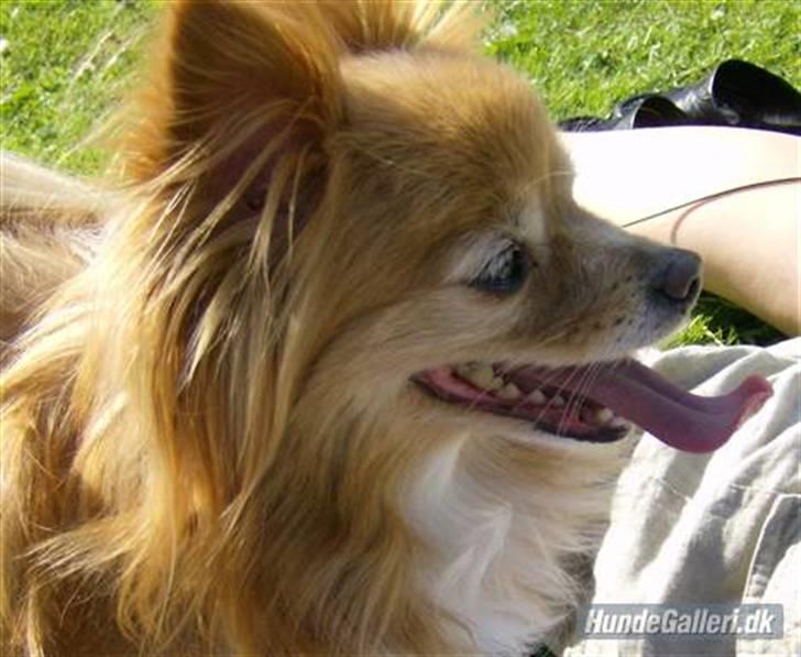 Blanding af racer Bella - Sommer 2007 - I parken. billede 9