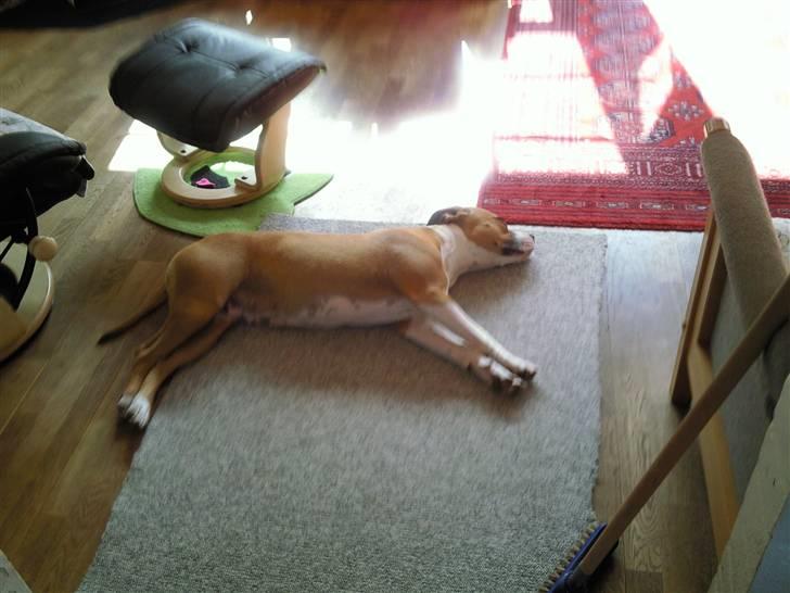 Amerikansk staffordshire terrier zoe - Her er jeg to år. billede 6