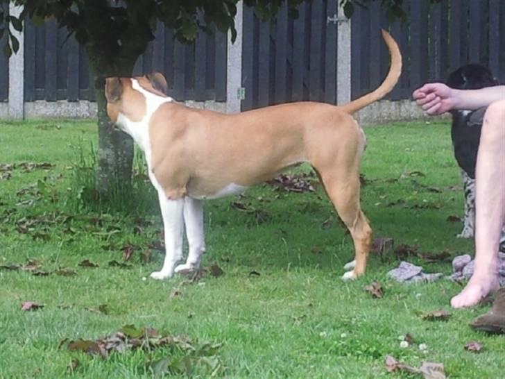 Amerikansk staffordshire terrier zoe billede 7