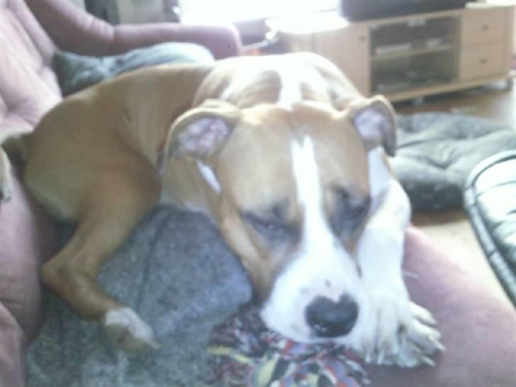 Amerikansk staffordshire terrier zoe billede 8