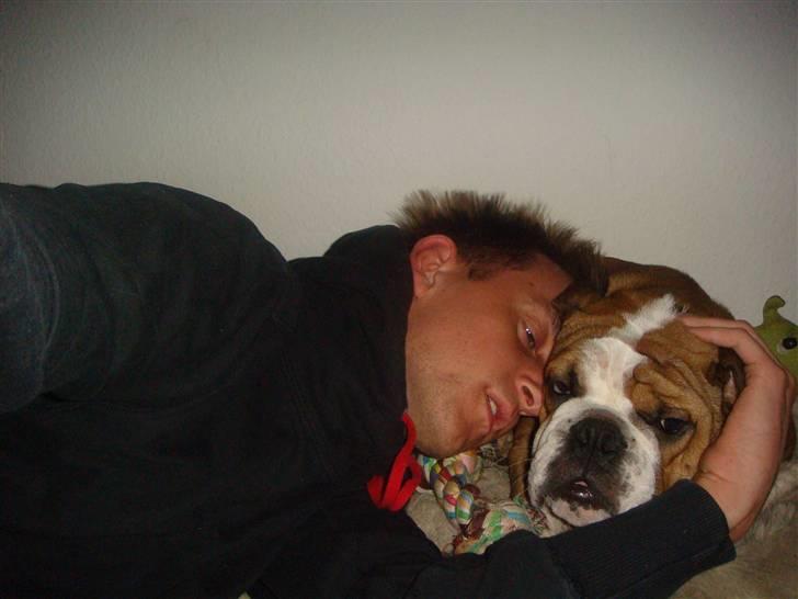 Engelsk bulldog Jones billede 17