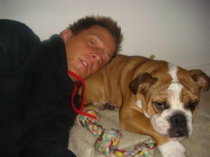 Engelsk bulldog Jones billede 18