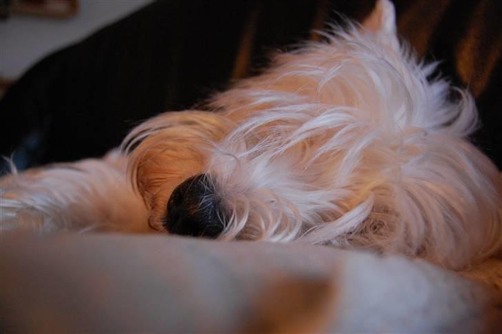 West highland white terrier Chico - Nyt* med det nye kamera xD billede 18