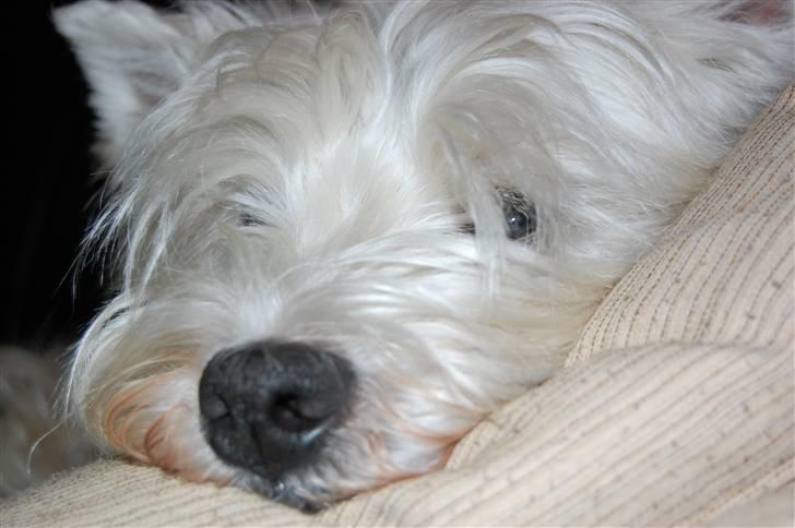 West highland white terrier Chico - HEJ CHICO xD Nyt* med nyt kamera ;p billede 19