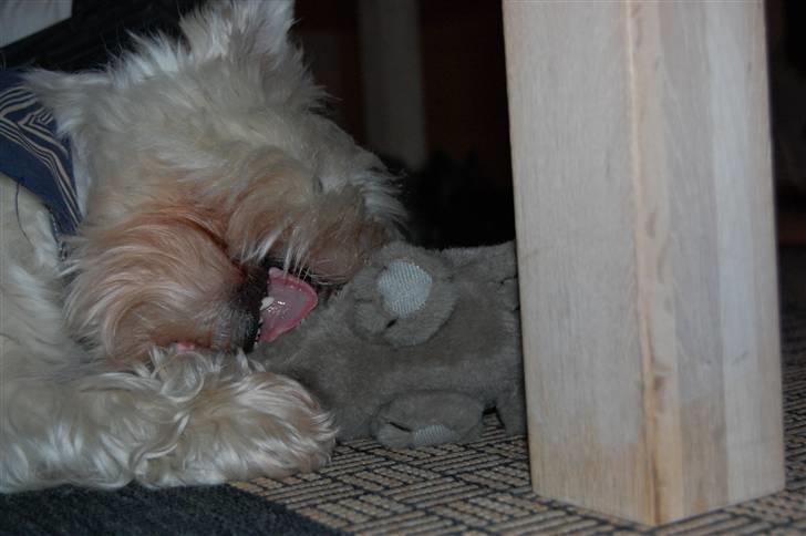 West highland white terrier Chico - Uhm, lækkert Chico xD billede 20