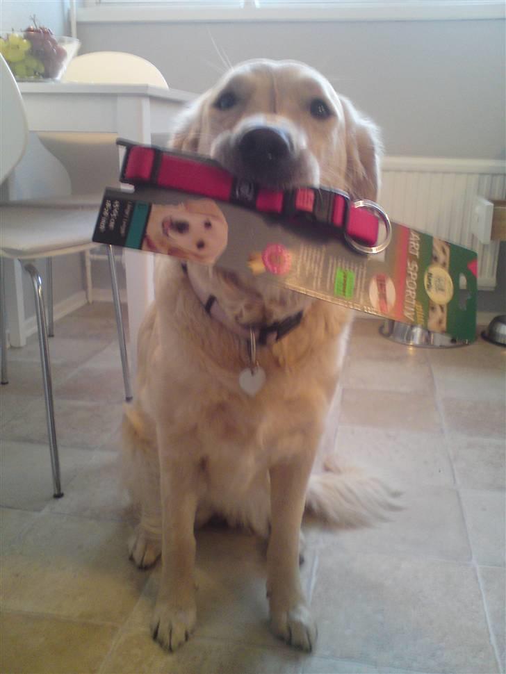 Golden retriever Malou - MIN FØDSELSDAG D. 8/3-10. Blev 3 år, og fik bl.a. et nyt halsbånd :) billede 11