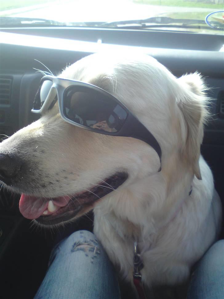 Golden retriever Malou - SKULLE JO NØDIG HAVE SOLEN I ØJNENE. billede 12