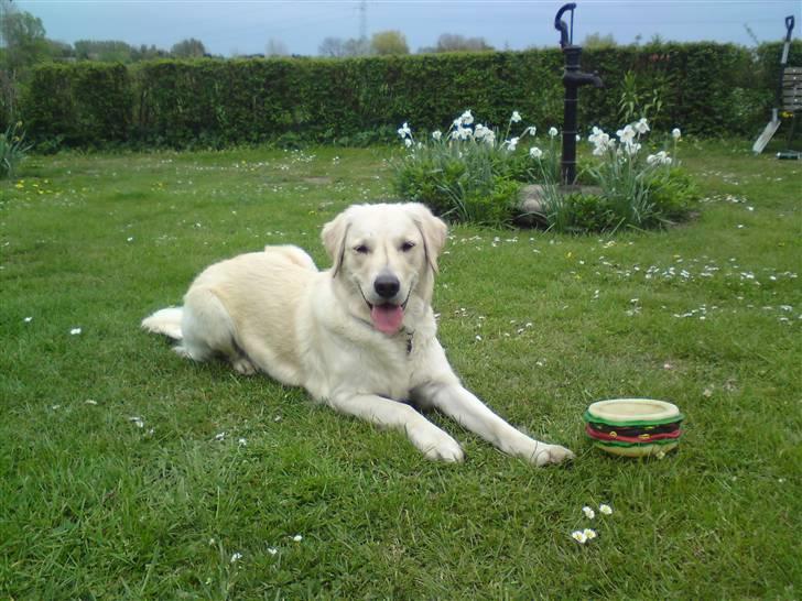 Golden retriever Malou - LIGE UDE I FARFARS HAVE MED MIN BURGER. :) billede 13