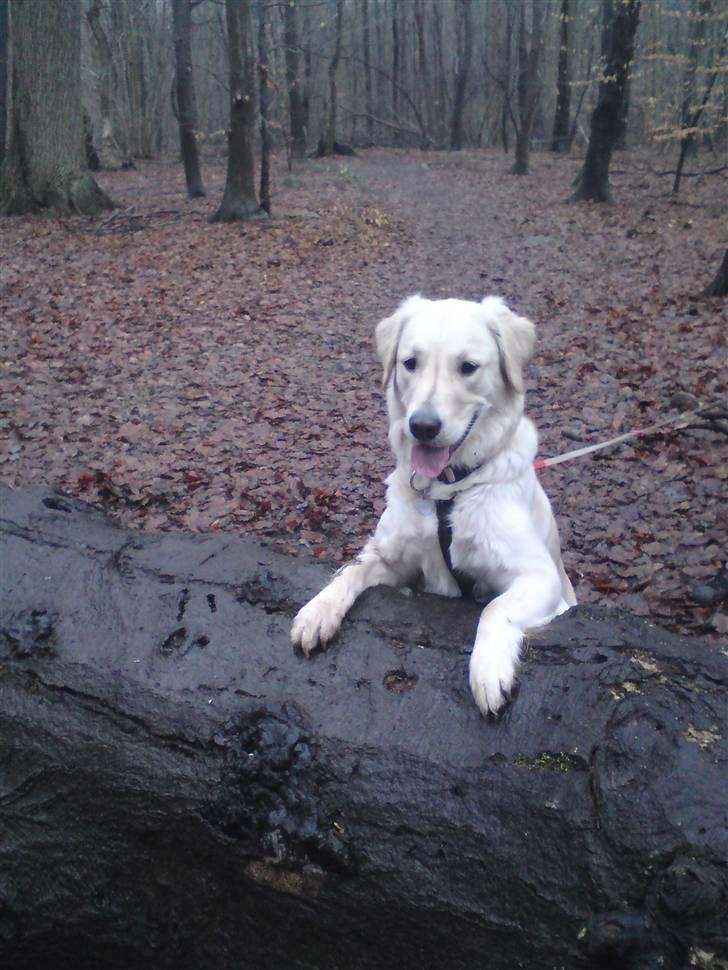 Golden retriever Malou - ER JEG IKKE BARE SMUK? EN DEJLIG TUR I SKOVEN. billede 14