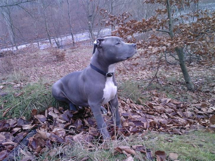 Amerikansk staffordshire terrier Armani DK´sFlotteste(Blå) billede 11