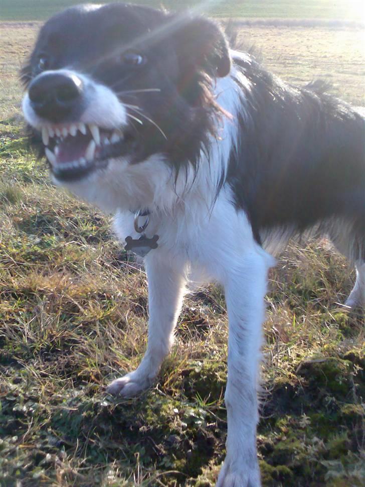 Border collie Pomba - se mine fine tenner..:-) billede 17