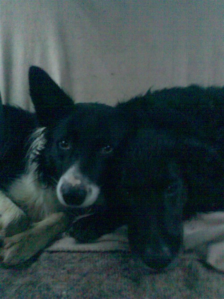 Border collie Pomba - trette hunder efter tur i skoven.. billede 18