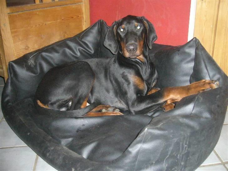 Dobermann Capone billede 11