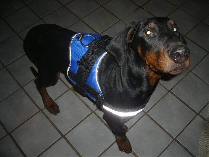 Dobermann Capone billede 12