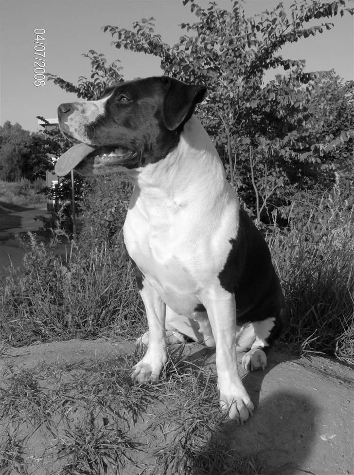 Amerikansk staffordshire terrier Baby billede 14