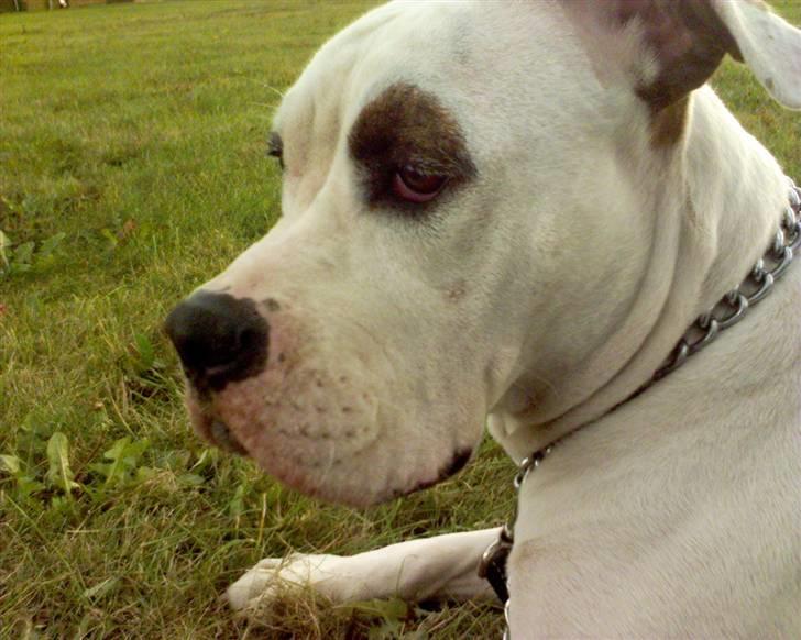 Blanding af racer Messy billede 1