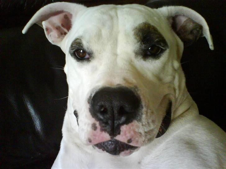 Blanding af racer Messy - se lige lidt veltilfreds ud hva? billede 2