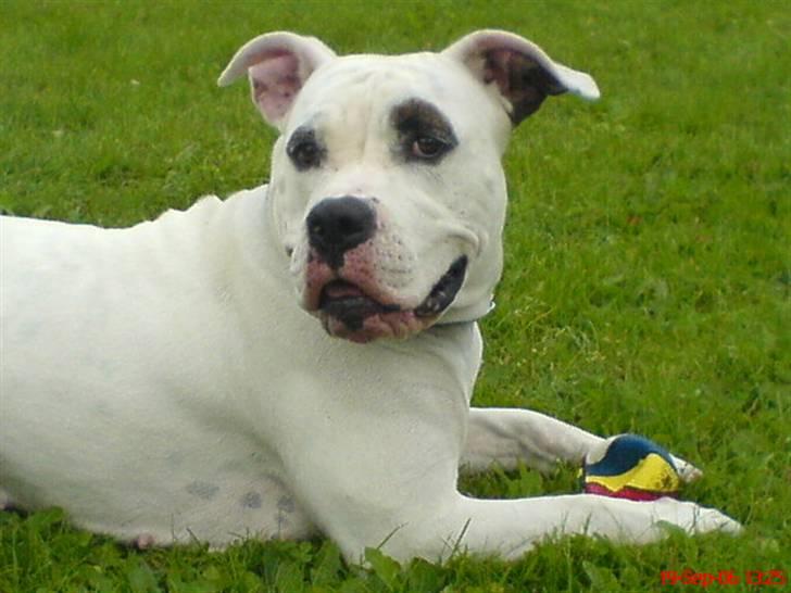 Blanding af racer Messy billede 3