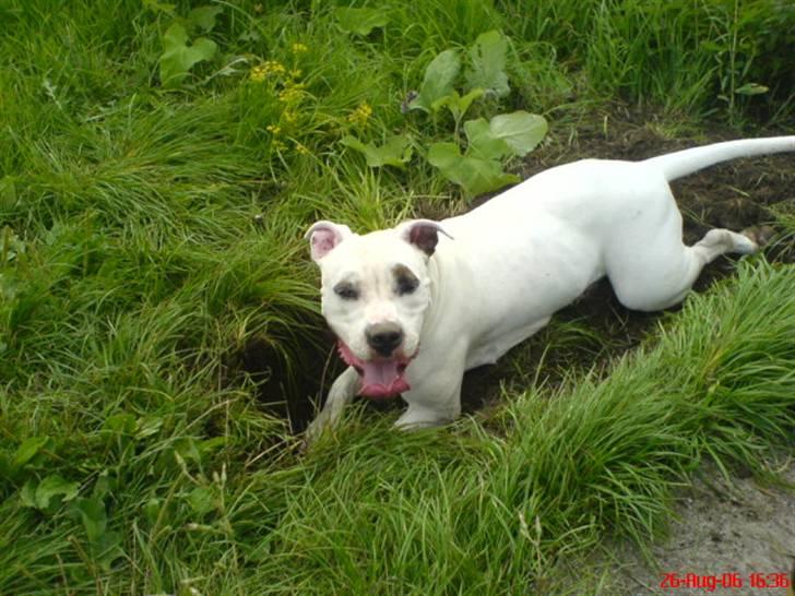 Blanding af racer Messy - Det ka man da kalde at grave sin egen grav... eller? billede 4