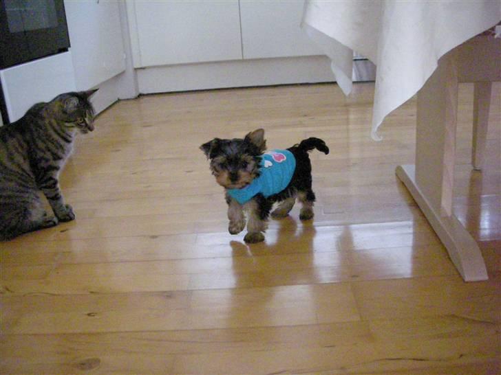 Yorkshire terrier The Boss billede 7