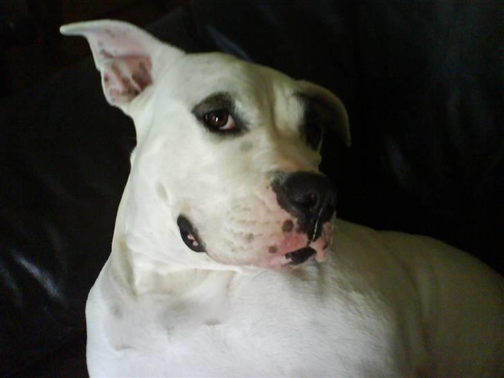 Blanding af racer Messy billede 5