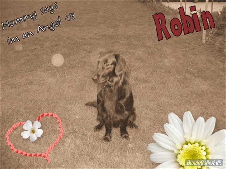Flat coated retriever Robin - ja "Mommy says im an angel" er det rette ord, for hvordan kan man ikke elske en hund der ser sådan ud <3 billede 13