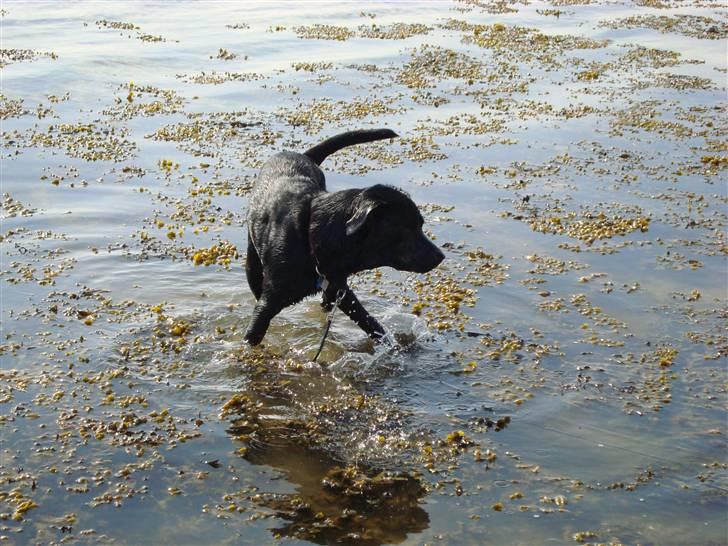 Labrador retriever Rofus <3Kærestens & min<3 - Rofus er blevet en rigtig vandhund =) billede 6