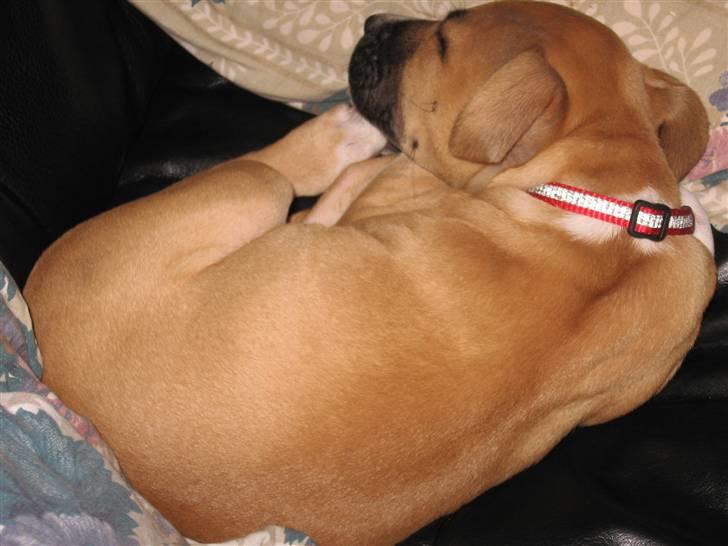 Amerikansk staffordshire terrier Ziggy - her putter jeg godt billede 2