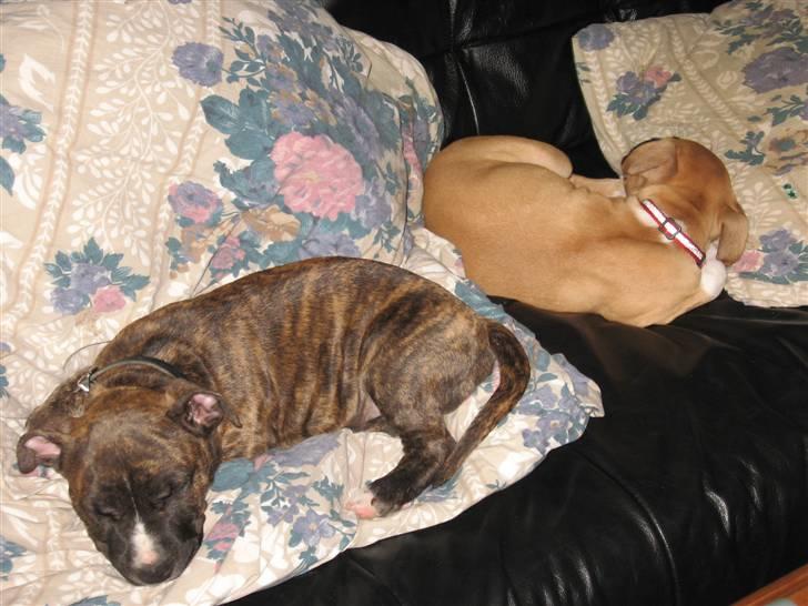 Amerikansk staffordshire terrier Ziggy - mig og min bror kenzo billede 3