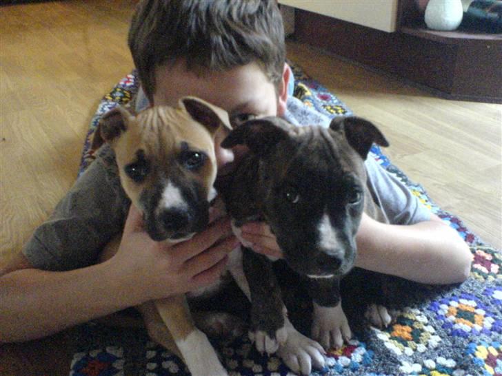 Amerikansk staffordshire terrier Ziggy billede 4