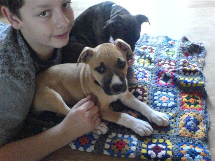 Amerikansk staffordshire terrier Ziggy billede 5