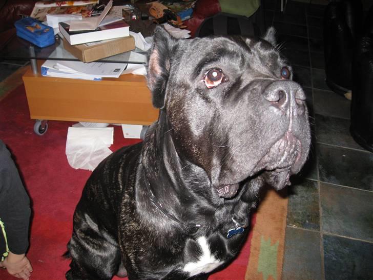 Cane corso Makker - Makker voksen billede 12
