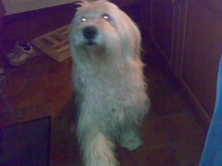 Old english sheepdog †Sigurd† - Undskyld kvaliteten billede 9