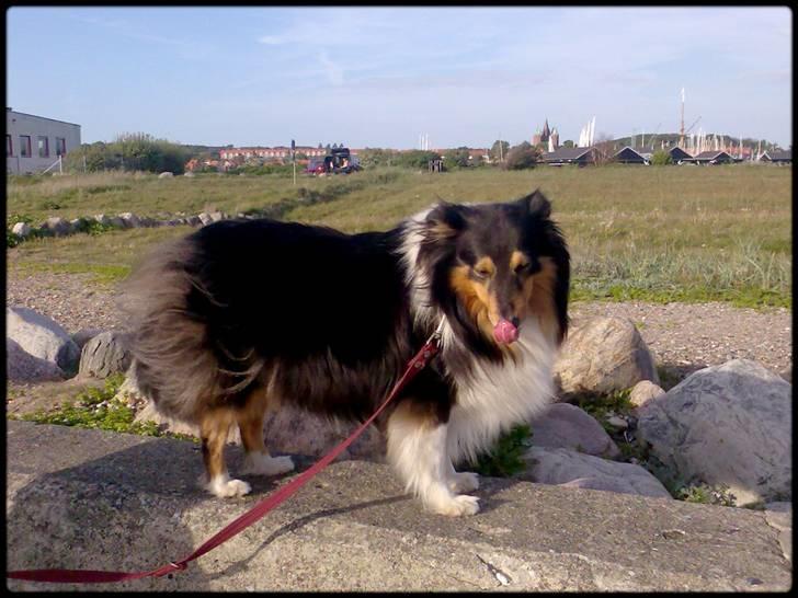 Shetland sheepdog Jason billede 1