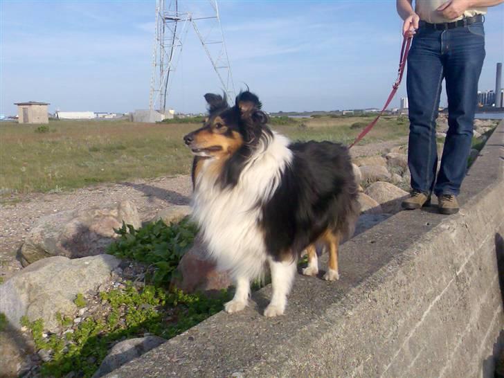 Shetland sheepdog Jason billede 2