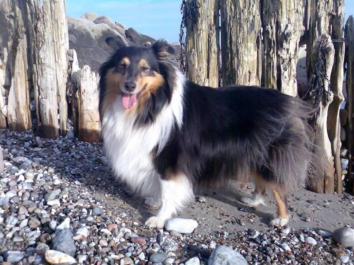 Shetland sheepdog Jason billede 3
